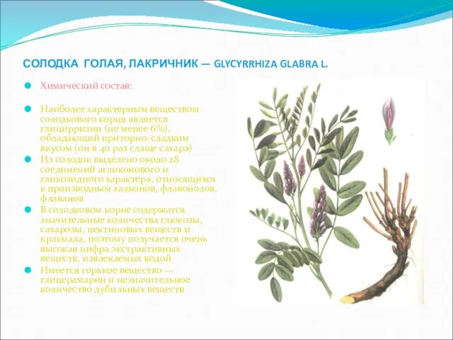 СОЛОДКА ГОЛАЯ, ЛАКРИЧНИК — GLYCYRRHIZA GLABRA L. Химический состав: Наиболее характерным