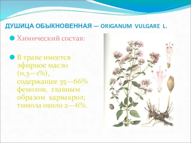 ДУШИЦА ОБЫКНОВЕННАЯ — ORIGANUM VULGARE L. Химический состав: В траве имеется