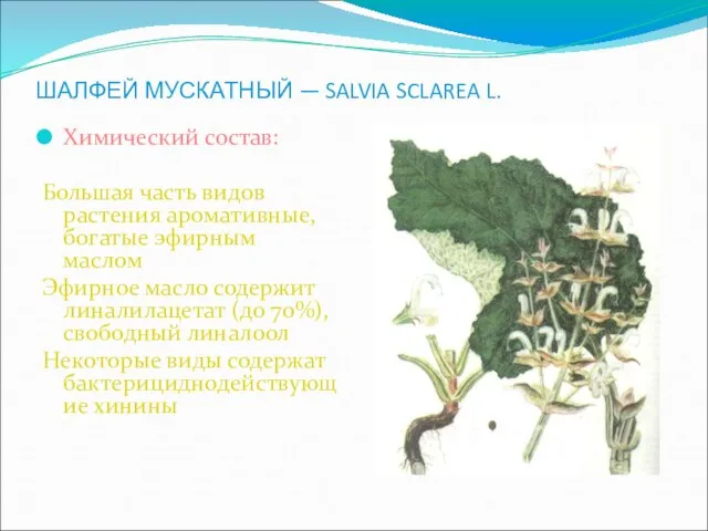 ШАЛФЕЙ МУСКАТНЫЙ — SALVIA SCLAREA L. Химический состав: Большая часть видов