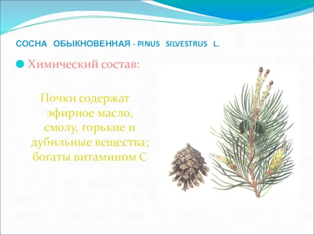 СОСНА ОБЫКНОВЕННАЯ - PINUS SILVESTRUS L. Химический состав: Почки содержат эфирное