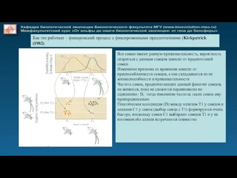 Как это работает – фишеровский процесс с фиксированными предпочтениями (Kirkpatrick (1982)