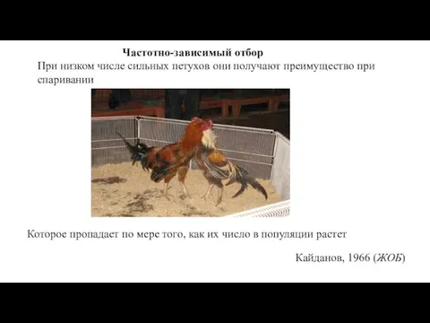 Частотно-зависимый отбор При низком числе сильных петухов они получают преимущество при