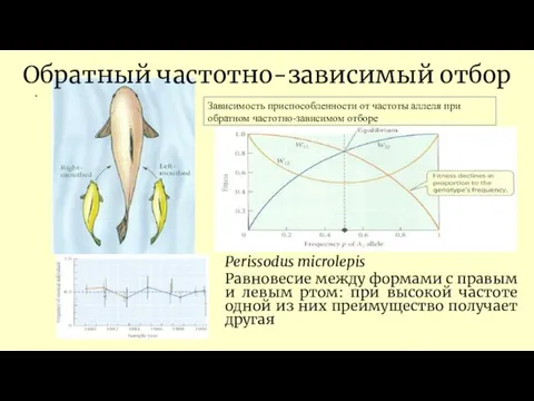 . Perissodus microlepis Равновесие между формами с правым и левым ртом: