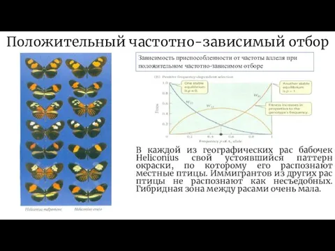 Положительный частотно-зависимый отбор В каждой из географических рас бабочек Heliconius свой