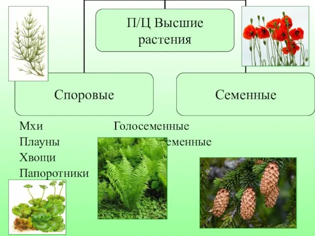 Мхи Голосеменные Плауны Покрытосеменные Хвощи Папоротники