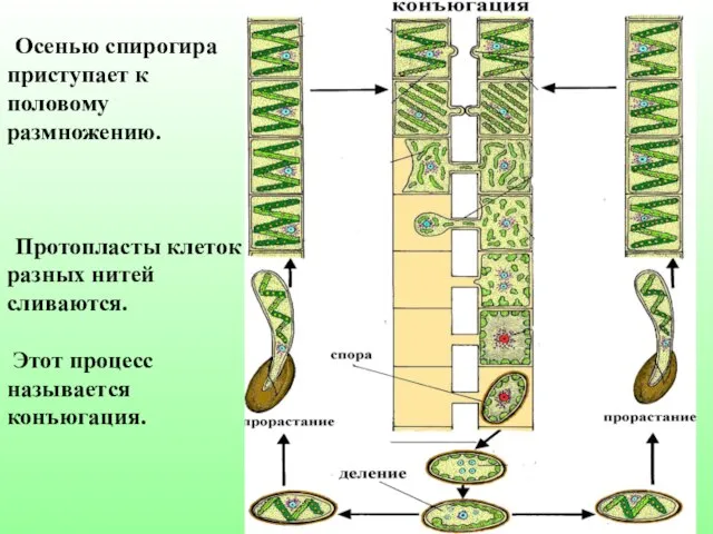 Осенью спирогира приступает к половому размножению. Протопласты клеток разных нитей сливаются. Этот процесс называется конъюгация.