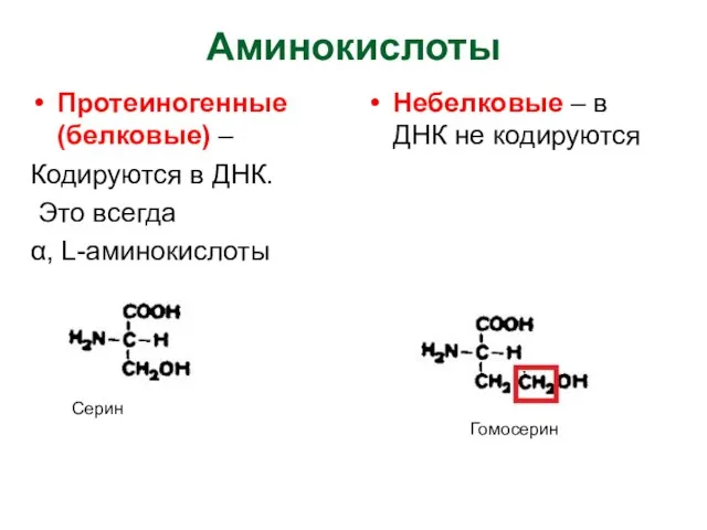 Аминокислоты Протеиногенные (белковые) – Кодируются в ДНК. Это всегда α, L-аминокислоты