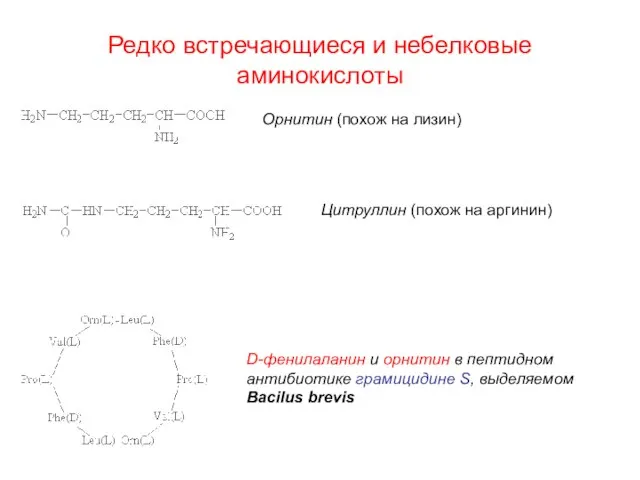 Редко встречающиеся и небелковые аминокислоты Орнитин (похож на лизин) Цитруллин (похож