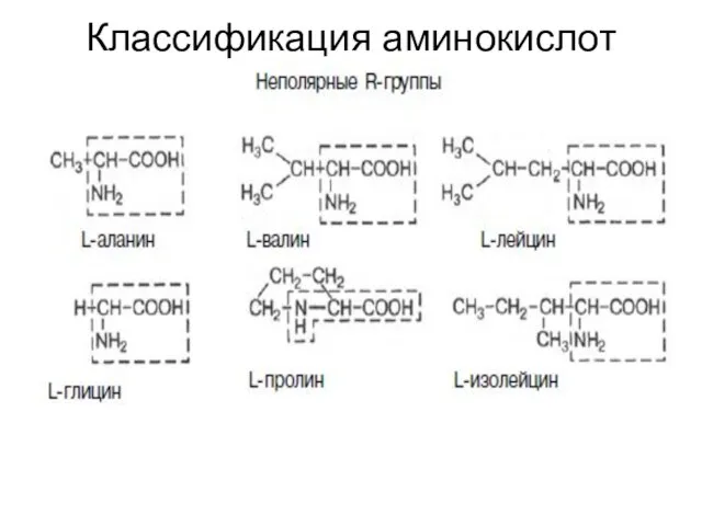 Классификация аминокислот