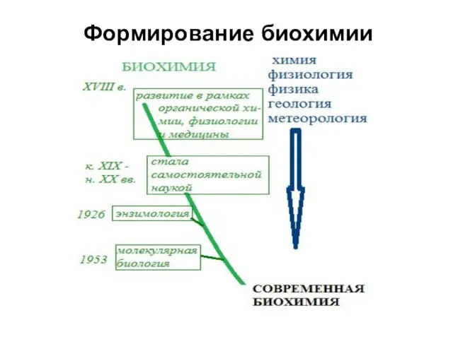 Формирование биохимии