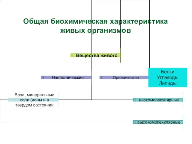 Общая биохимическая характеристика живых организмов Белки Углеводы Липиды