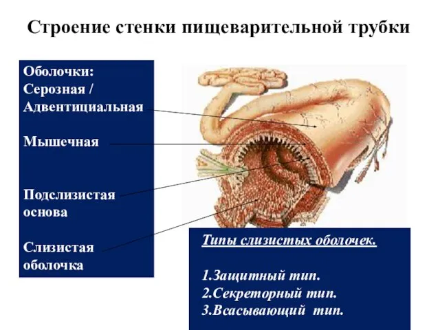 Оболочки: Серозная / Адвентициальная Мышечная Подслизистая основа Слизистая оболочка Типы слизистых