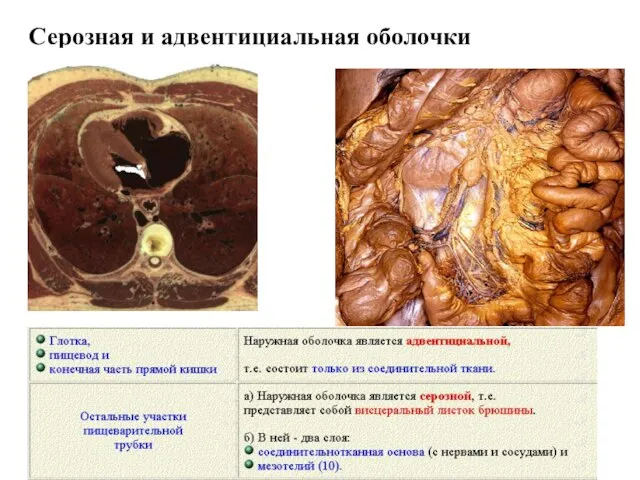 Серозная и адвентициальная оболочки