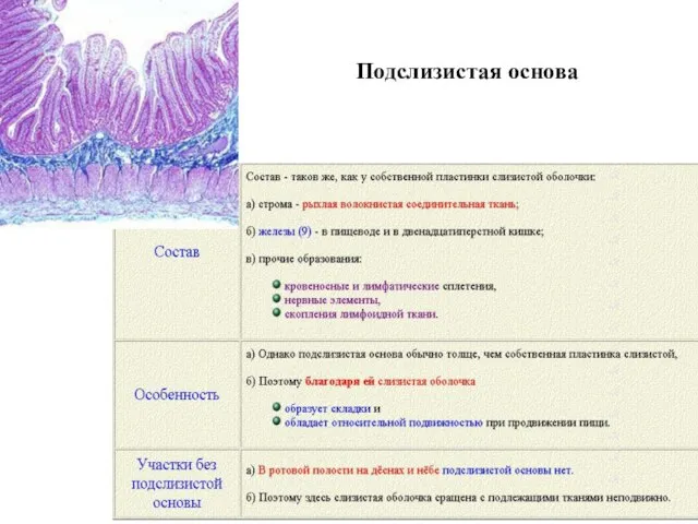 Подслизистая основа