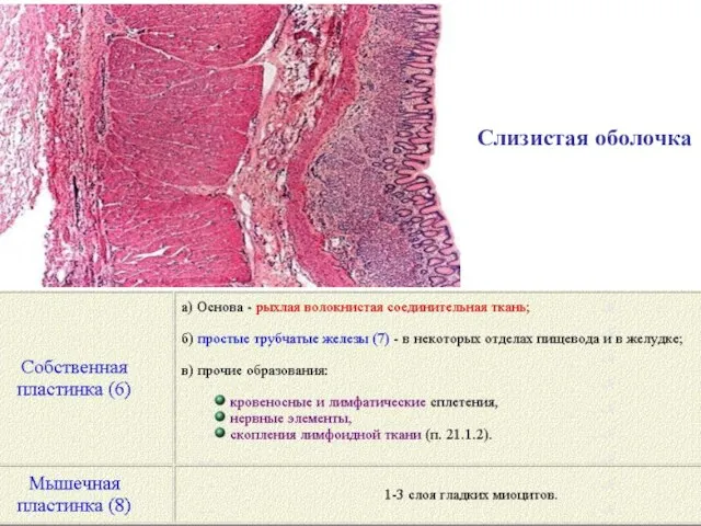Слизистая оболочка