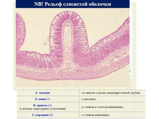 NB! Рельеф слизистой оболочки