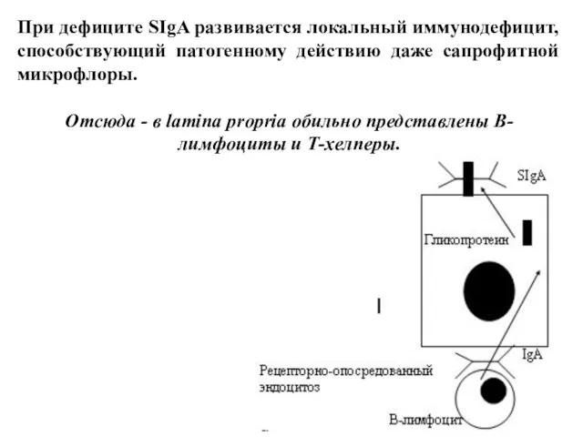 При дефиците SIgA развивается локальный иммунодефицит, способствующий патогенному действию даже сапрофитной