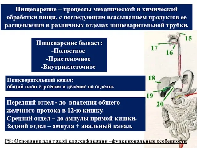 Пищеварительный канал: общий план строения и деление на отделы. Передний отдел