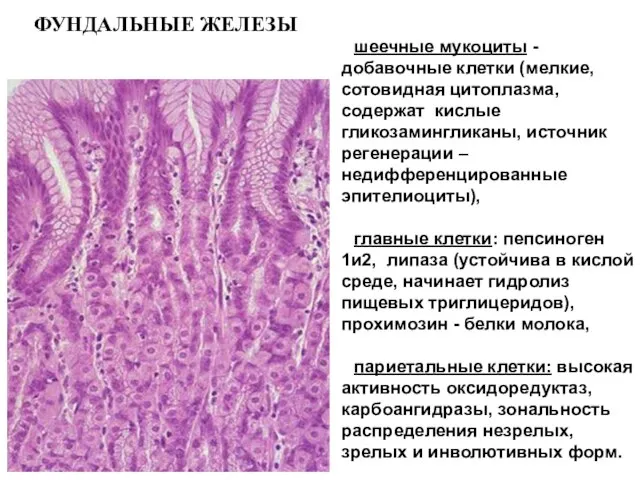 ФУНДАЛЬНЫЕ ЖЕЛЕЗЫ шеечные мукоциты - добавочные клетки (мелкие, сотовидная цитоплазма, содержат