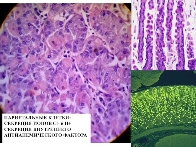 ПАРИЕТАЛЬНЫЕ КЛЕТКИ: СЕКРЕЦИЯ ИОНОВ Cl- и Н+ СЕКРЕЦИЯ ВНУТРЕННЕГО АНТИАНЕМИЧЕСКОГО ФАКТОРА