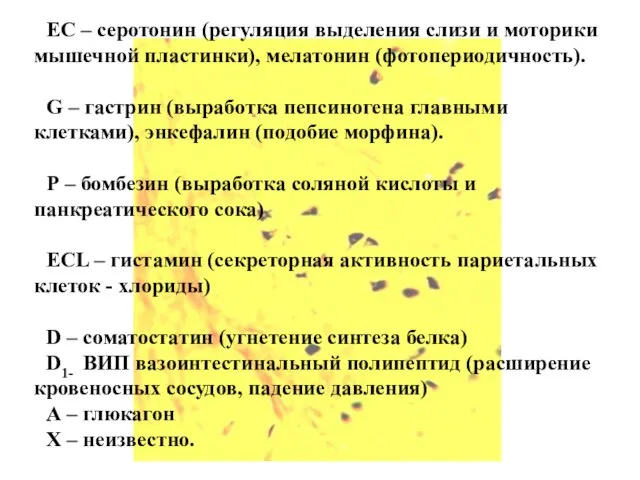 ЕС – серотонин (регуляция выделения слизи и моторики мышечной пластинки), мелатонин