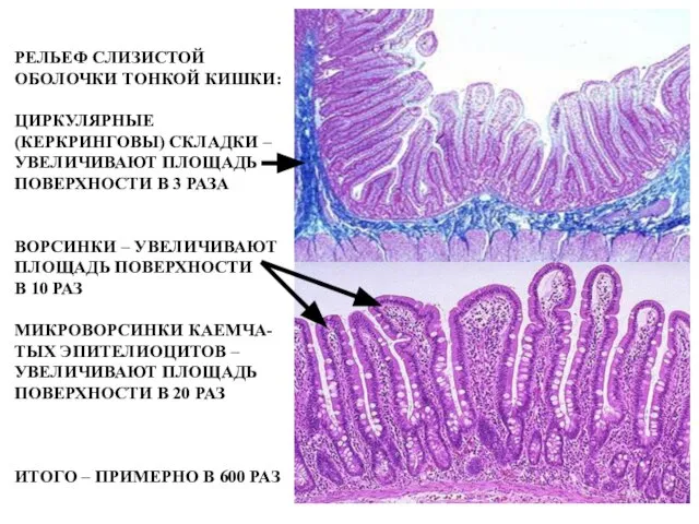 РЕЛЬЕФ СЛИЗИСТОЙ ОБОЛОЧКИ ТОНКОЙ КИШКИ: ЦИРКУЛЯРНЫЕ (КЕРКРИНГОВЫ) СКЛАДКИ – УВЕЛИЧИВАЮТ ПЛОЩАДЬ