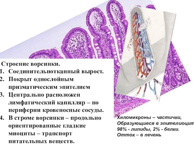 Строение ворсинки. Соединительнотканный вырост. Покрыт однослойным призматическим эпителием Центрально расположен лимфатический