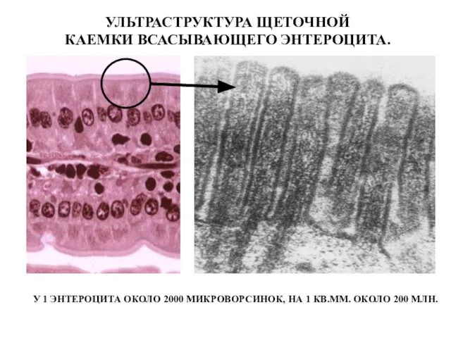 УЛЬТРАСТРУКТУРА ЩЕТОЧНОЙ КАЕМКИ ВСАСЫВАЮЩЕГО ЭНТЕРОЦИТА. У 1 ЭНТЕРОЦИТА ОКОЛО 2000 МИКРОВОРСИНОК,