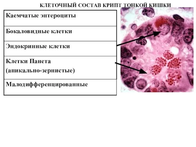 КЛЕТОЧНЫЙ СОСТАВ КРИПТ ТОНКОЙ КИШКИ