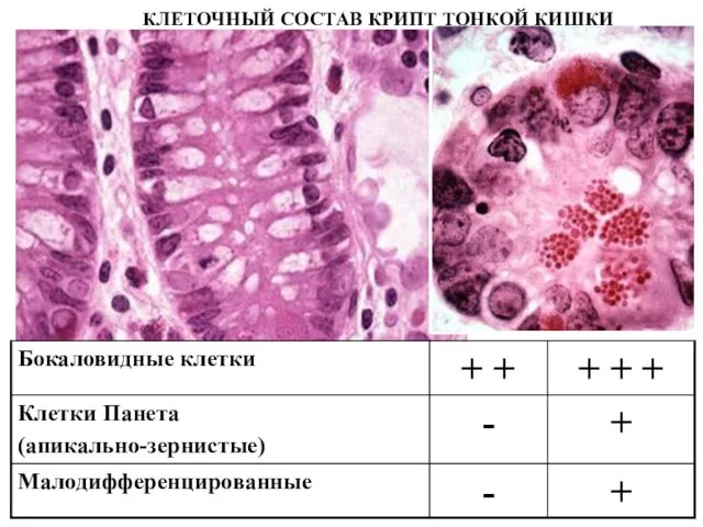 КЛЕТОЧНЫЙ СОСТАВ КРИПТ ТОНКОЙ КИШКИ