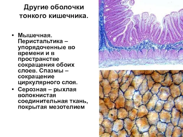 Другие оболочки тонкого кишечника. Мышечная. Перистальтика – упорядоченные во времени и