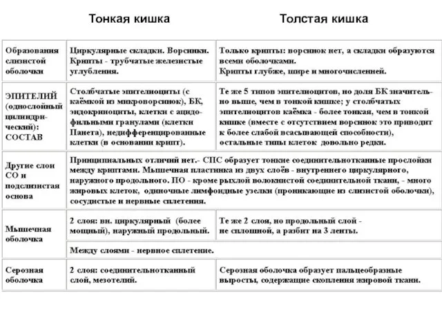 Тонкая кишка Толстая кишка