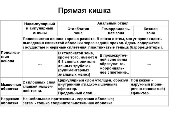 Прямая кишка