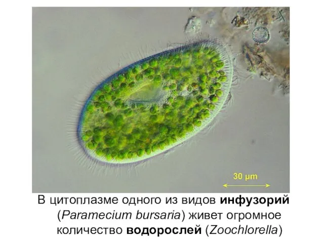 В цитоплазме одного из видов инфузорий (Paramecium bursaria) живет огромное количество водорослей (Zoochlorella)