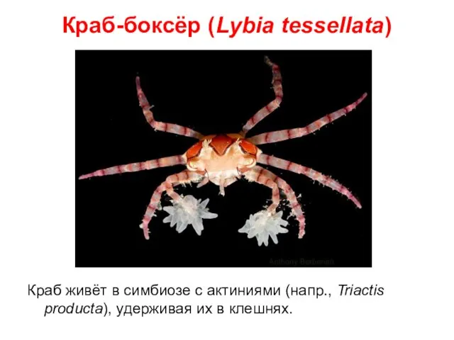 Краб-боксёр (Lybia tessellata) Краб живёт в симбиозе с актиниями (напр., Triactis producta), удерживая их в клешнях.
