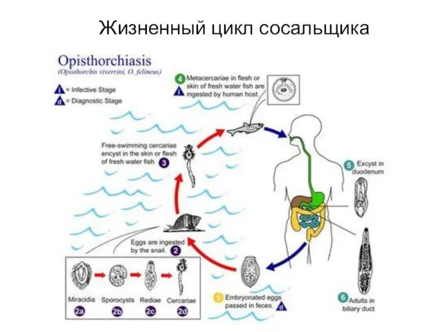 Жизненный цикл сосальщика