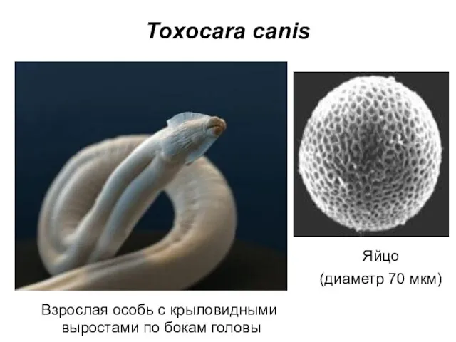 Toxocara canis Яйцо (диаметр 70 мкм) Взрослая особь с крыловидными выростами по бокам головы