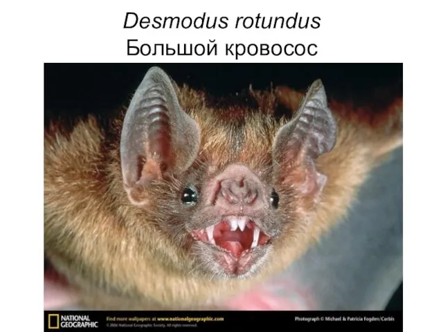 Desmodus rotundus Большой кровосос