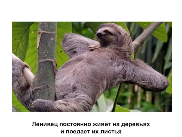 Ленивец постоянно живёт на деревьях и поедает их листья