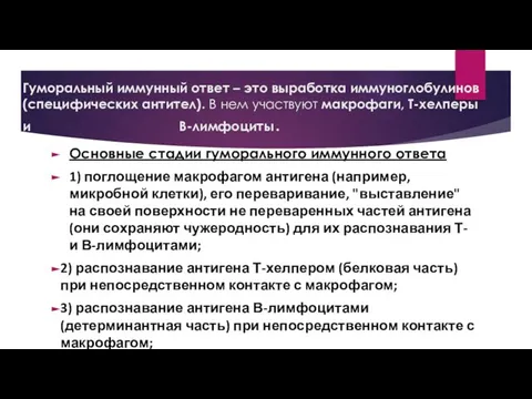 Гуморальный иммунный ответ – это выработка иммуноглобулинов (специфических антител). В нем