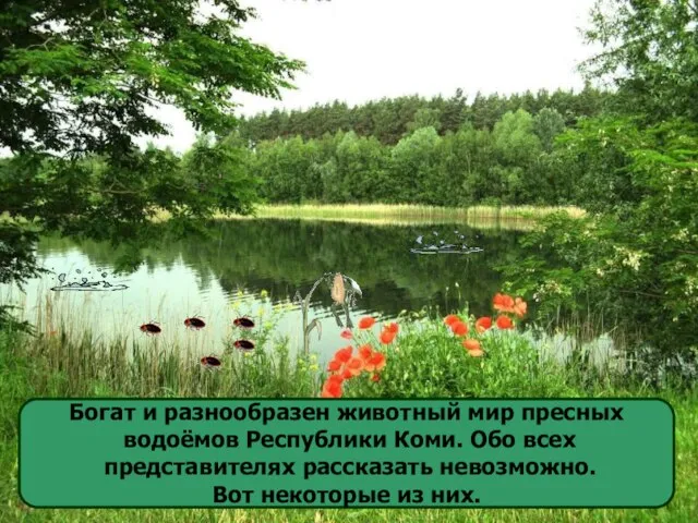 Богат и разнообразен животный мир пресных водоёмов Республики Коми. Обо всех