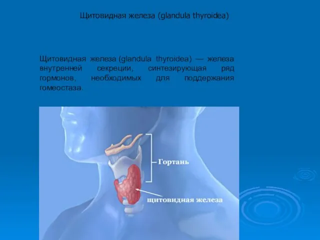 Щитовидная железа (glandula thyroidea) — железа внутренней секреции, синтезирующая ряд гормонов,