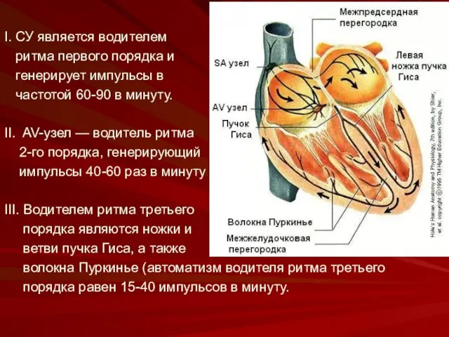 I. СУ является водителем ритма первого порядка и генерирует импульсы в