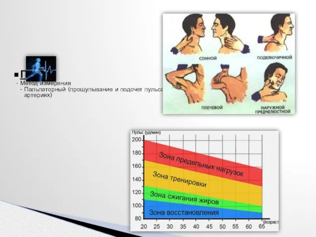 Пульс Метод измерения Пальпаторный (прощупывание и подсчет пульса на артериях)