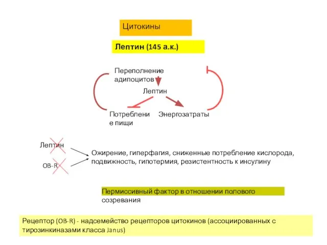 Лептин (145 а.к.) Цитокины Рецептор (OB-R) - надсемейство рецепторов цитокинов (ассоциированных