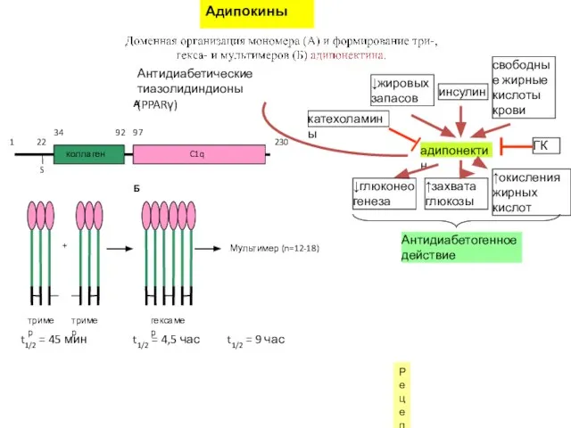 Адипокины Рецепторы (ADIPOR(1,2)) – особое семейство рецепторов прогестинов и адипоQ (для