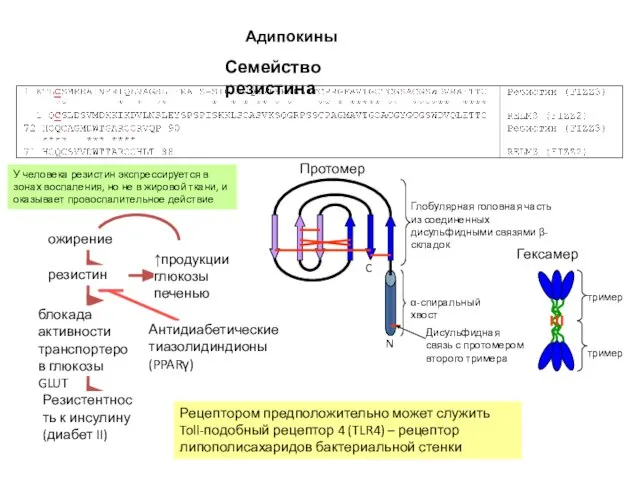 Адипокины Семейство резистина Рецептором предположительно может служить Toll-подобный рецептор 4 (TLR4)