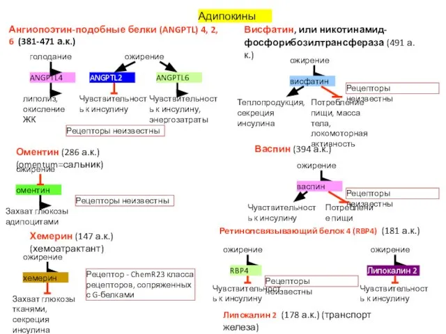 Адипокины Ангиопоэтин-подобные белки (ANGPTL) 4, 2, 6 (381-471 а.к.) ANGPTL4 голодание