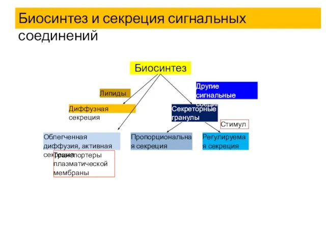 Биосинтез и секреция сигнальных соединений