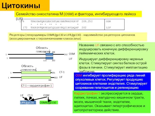 Семейство онкостатина М (OSM) и фактора, ингибирующего лейкоз (LIF) 1 1